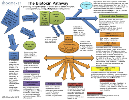 Mold, Understanding The Biotoxin Pathway
